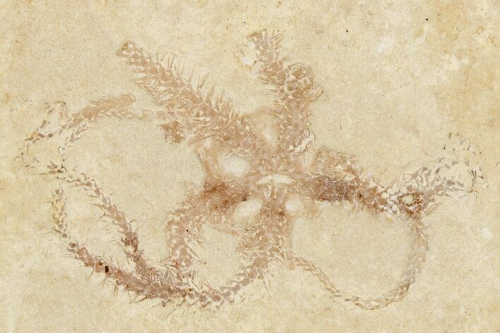 Jurassic Brittle Star Fossil - Solnhofen #256659